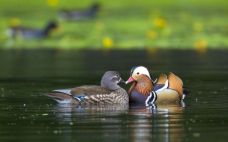 pair_of_mandarin_ducks_in_the_water_wallpaper_-_1280x800